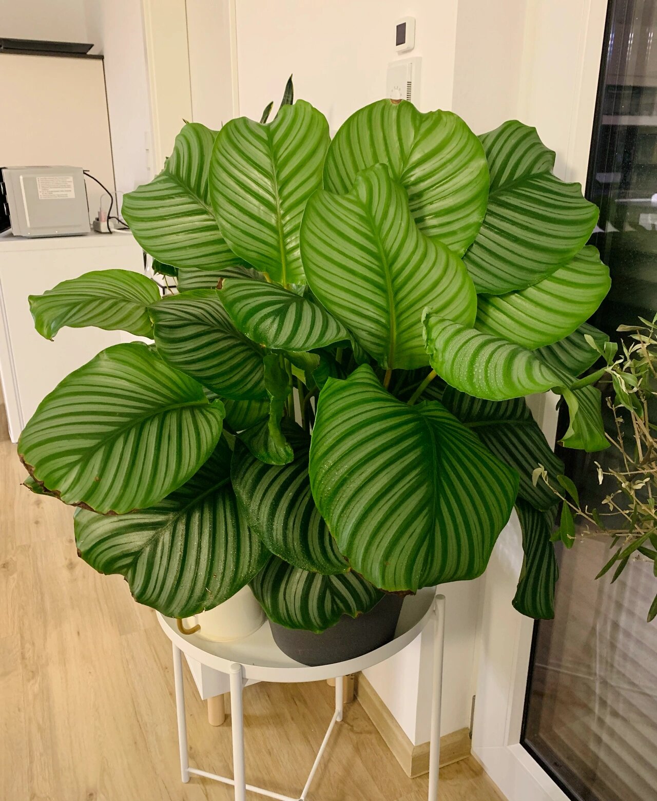 青苹果竹芋一到晚上就孔雀开屏