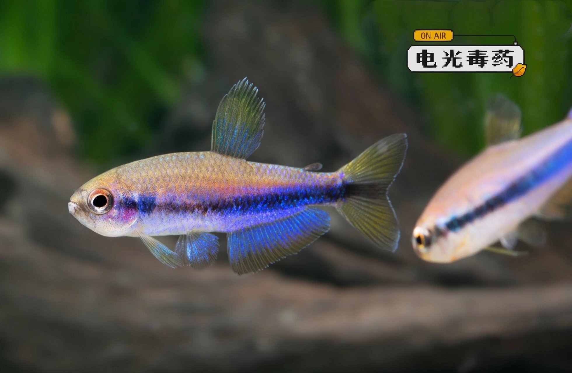 电光毒药-迷人的灯科贵族 95名:电光毒药 别称:梦幻蓝国王灯 电光