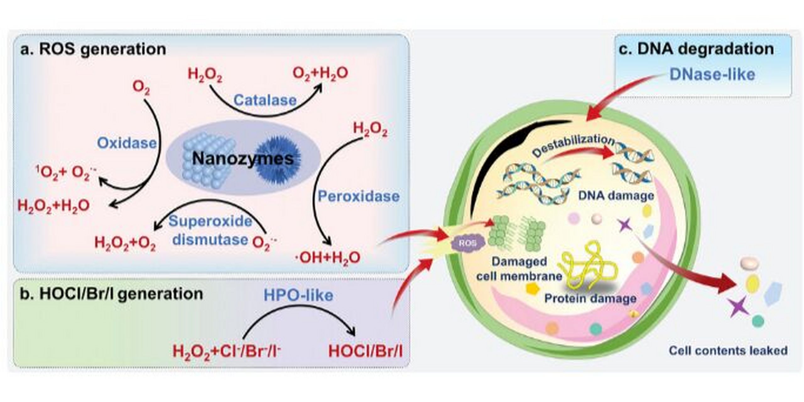 纳米酶结合和抗菌活性 纳米酶具有结构多样,活性可调,稳定性高等优点