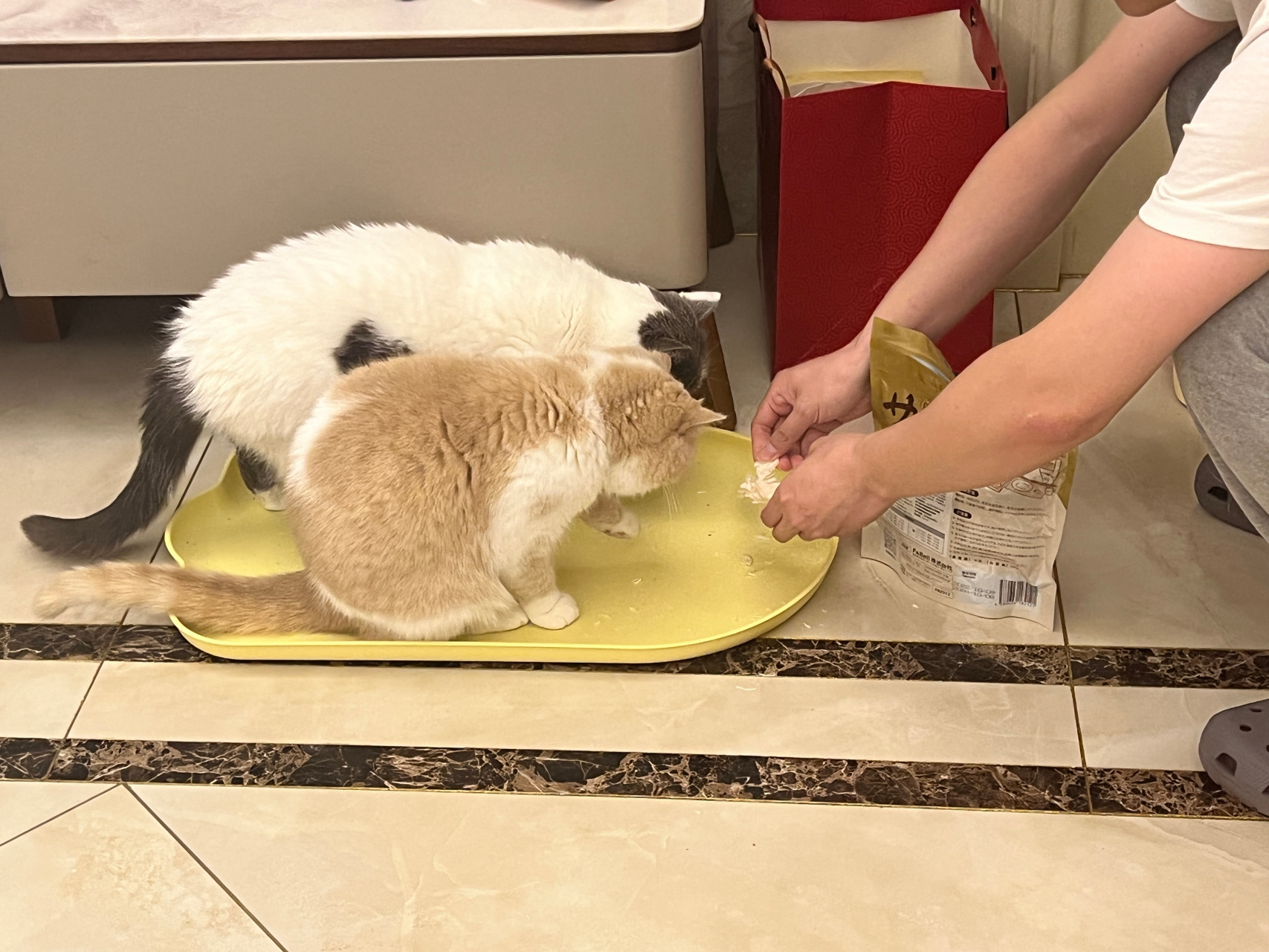 万万没想到 猫猫把自己当菜了 (这是个餐盘 #萌宠踏青季
