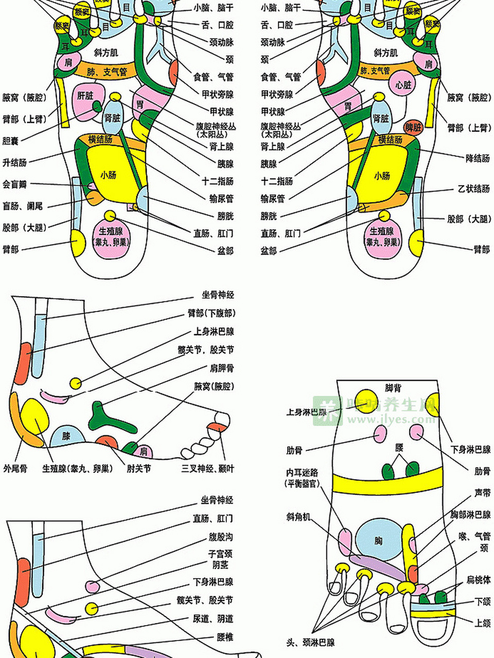 足部按摩穴位图 多学一门手艺✌️给自己和家人服务