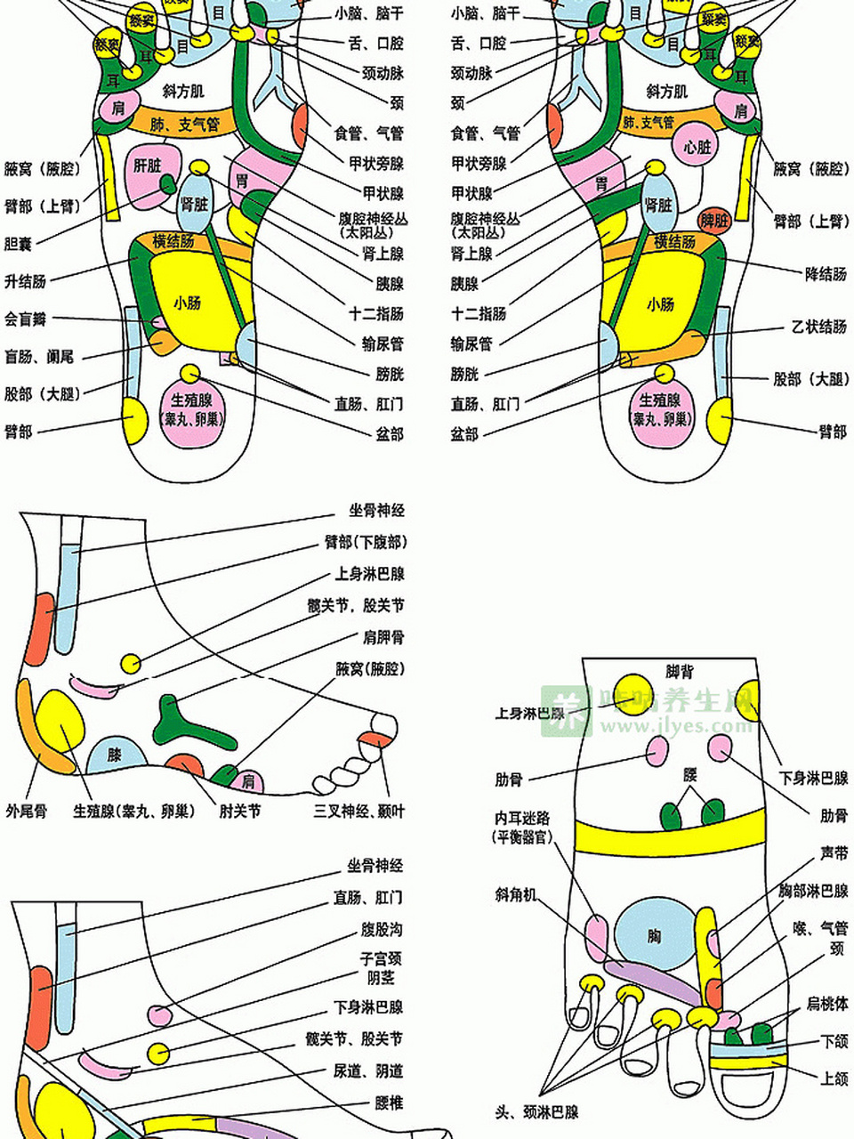 脚上9个按摩位置图图片