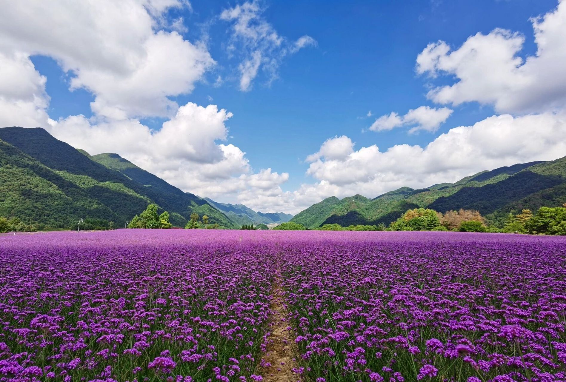 巫溪红池坝 巫溪红池坝,位于渝东北,大重庆有这么美的花海,完全不输