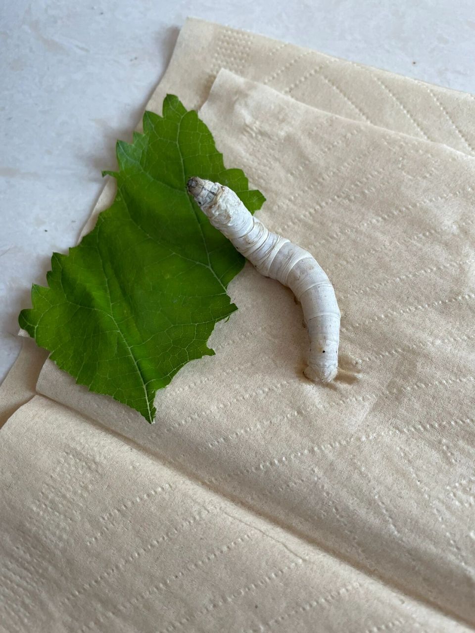 养蚕宝宝注意事项 不是专业养蚕人士,纯粹为了孩子,这次饲养的蚕宝宝