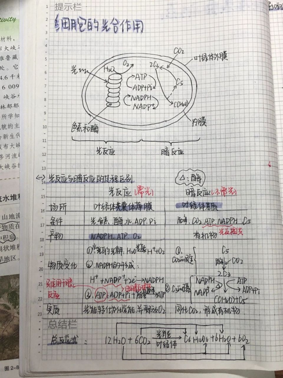 生物必修一呼吸光合作用手写笔记 生物必修一难点 呼吸作用与光合作用