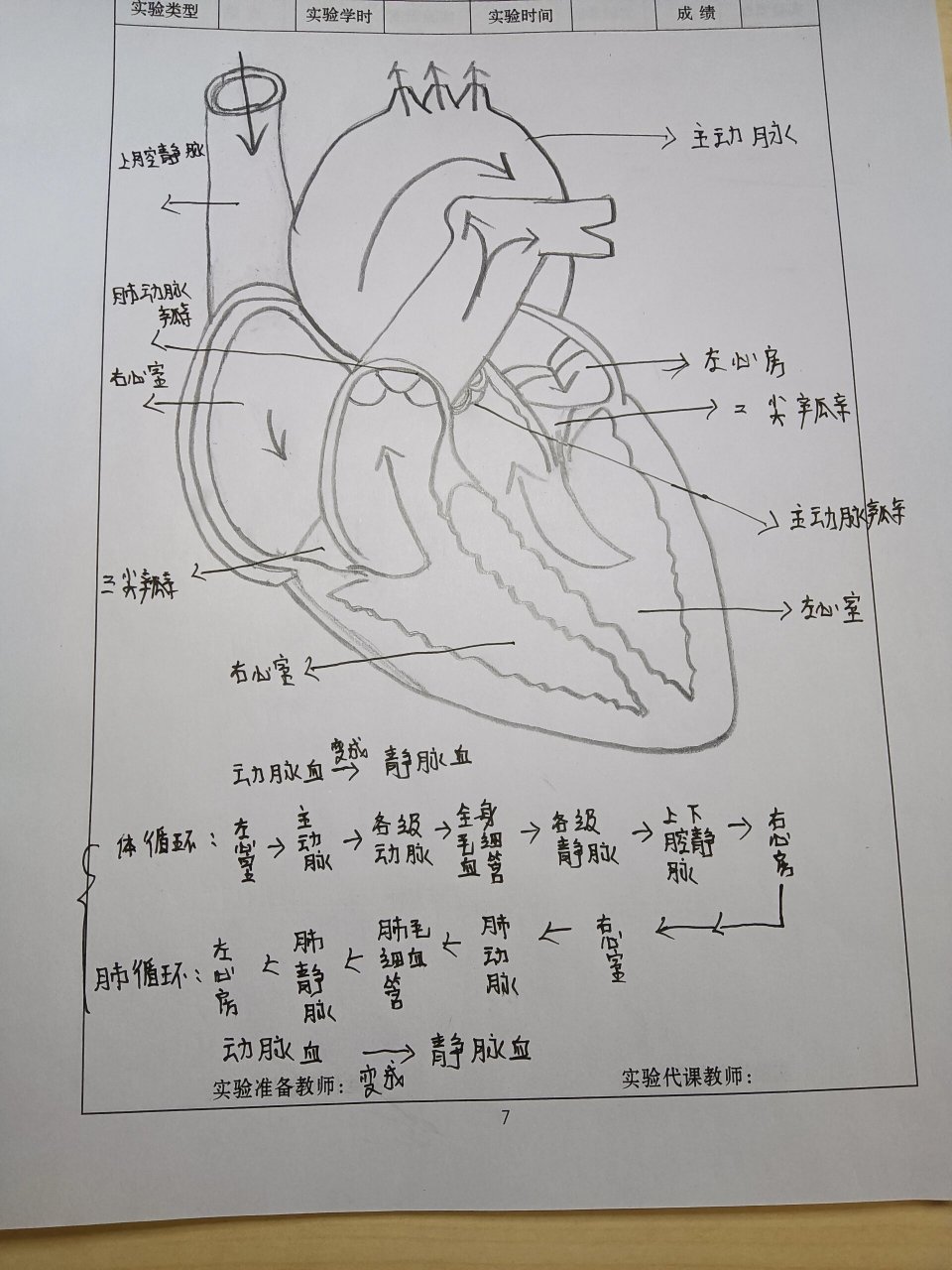 血液循环的途径简笔画图片