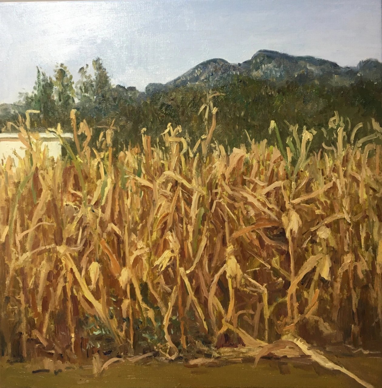 油画秋天的玉米地 写生油画,金黄色的玉米地,尺寸40×40
