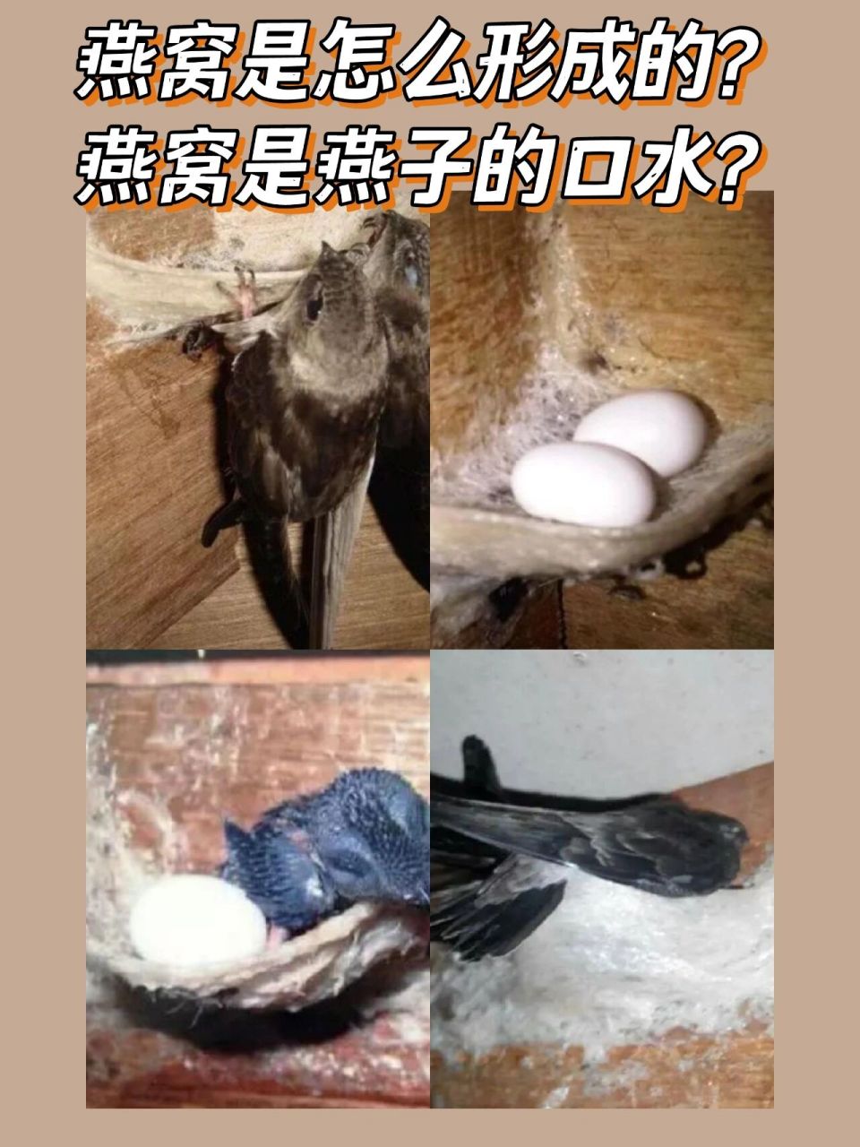 燕窝是燕子的什么口水?燕窝是怎么形成的? .
