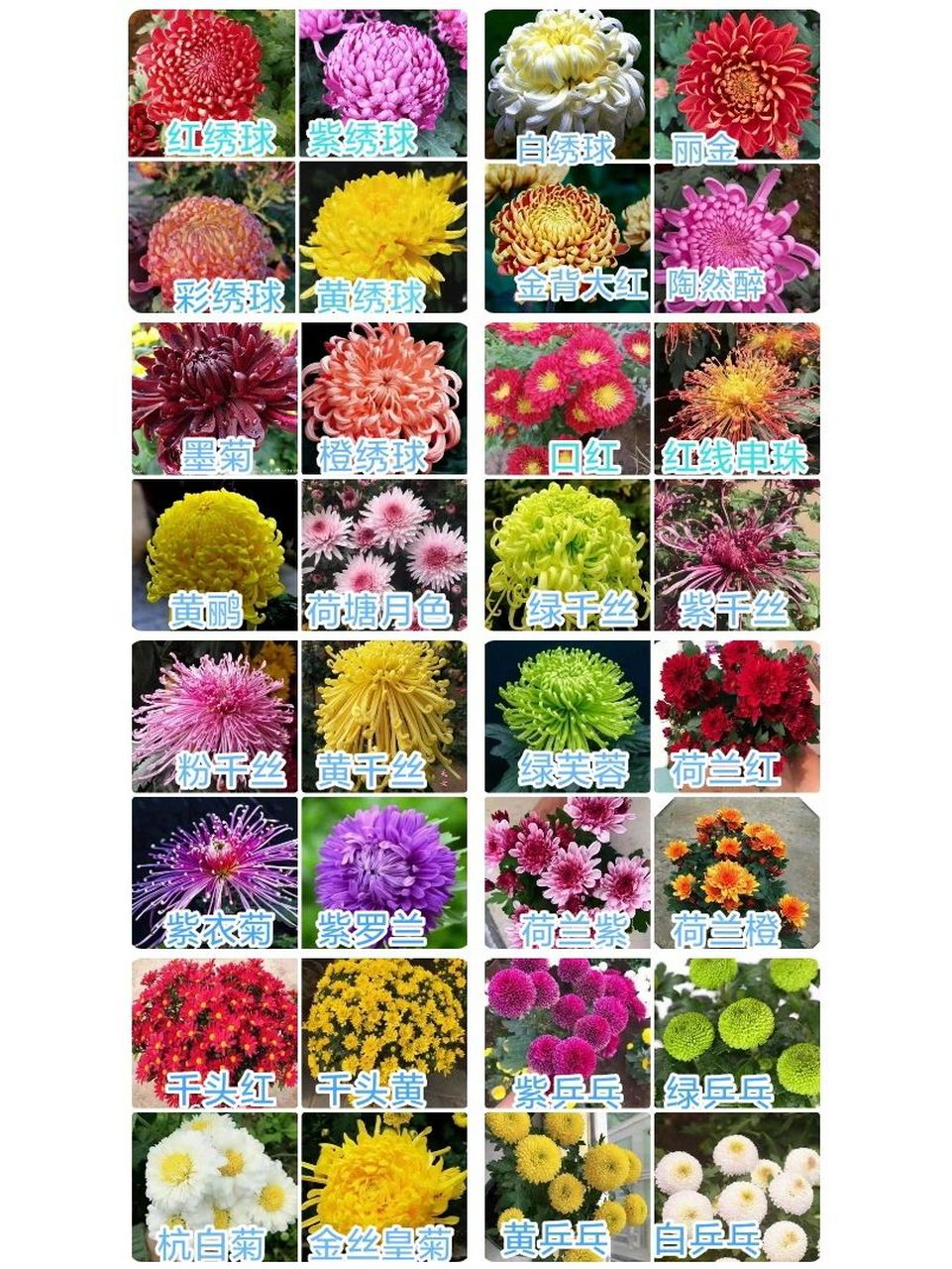 94今天认识32种96菊花 1.红绣球 2.紫绣球 3.彩绣球 4.黄绣球 5.