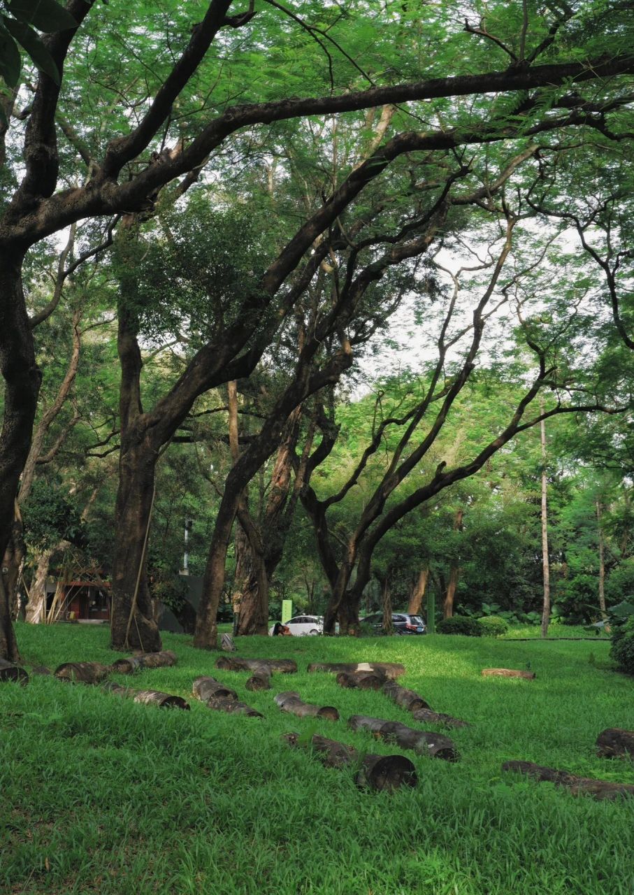 深圳红树林自然保护区98 带你领略大自然的 99游记亮点:避坑指南