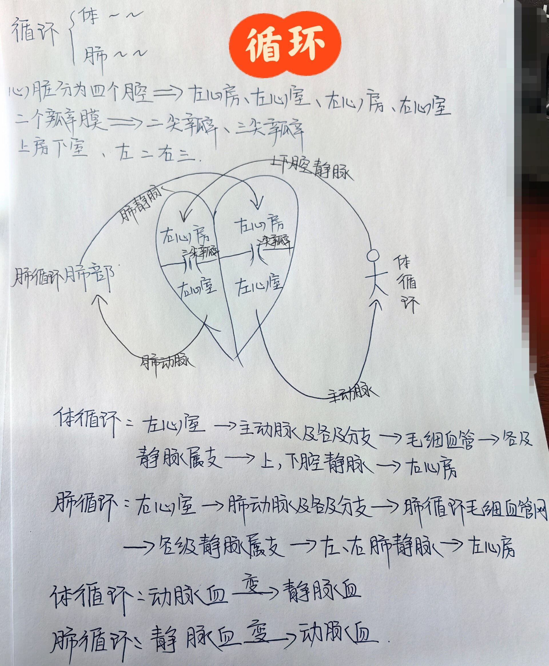 各级静脉属支→左右肺静脉→左心房 循环口诀=心脏分为四个腔-左心房
