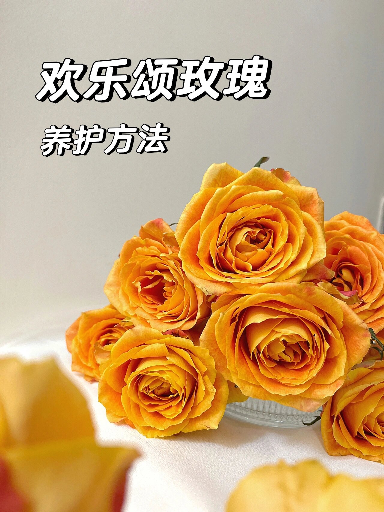 94鲜花中"爱马仕"欢乐颂玫瑰|附养护方法6015 94欢乐颂玫瑰