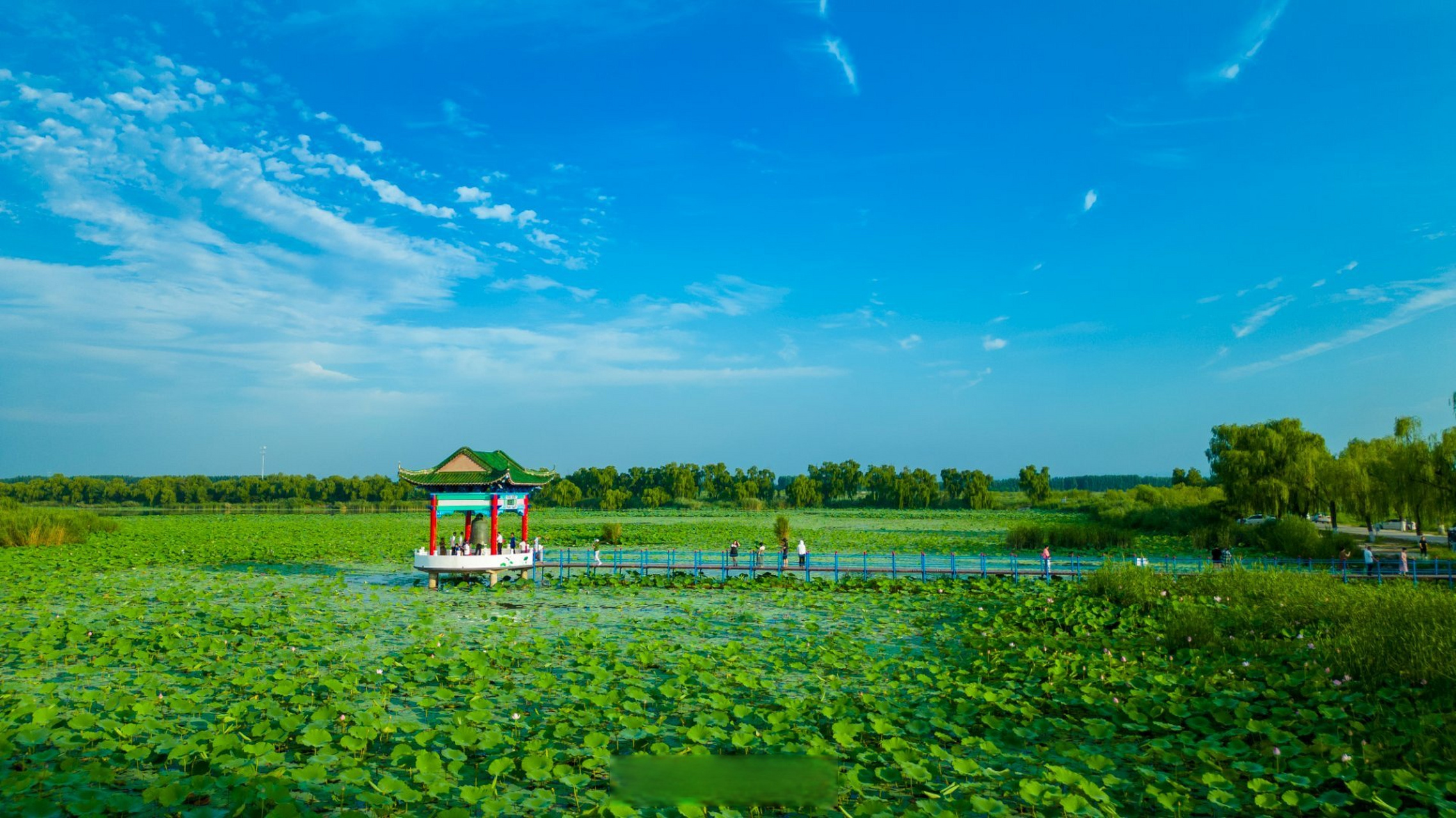 荷花盛开 77地址:章丘区白云湖湿地公园 06交通:济南市章丘区白云