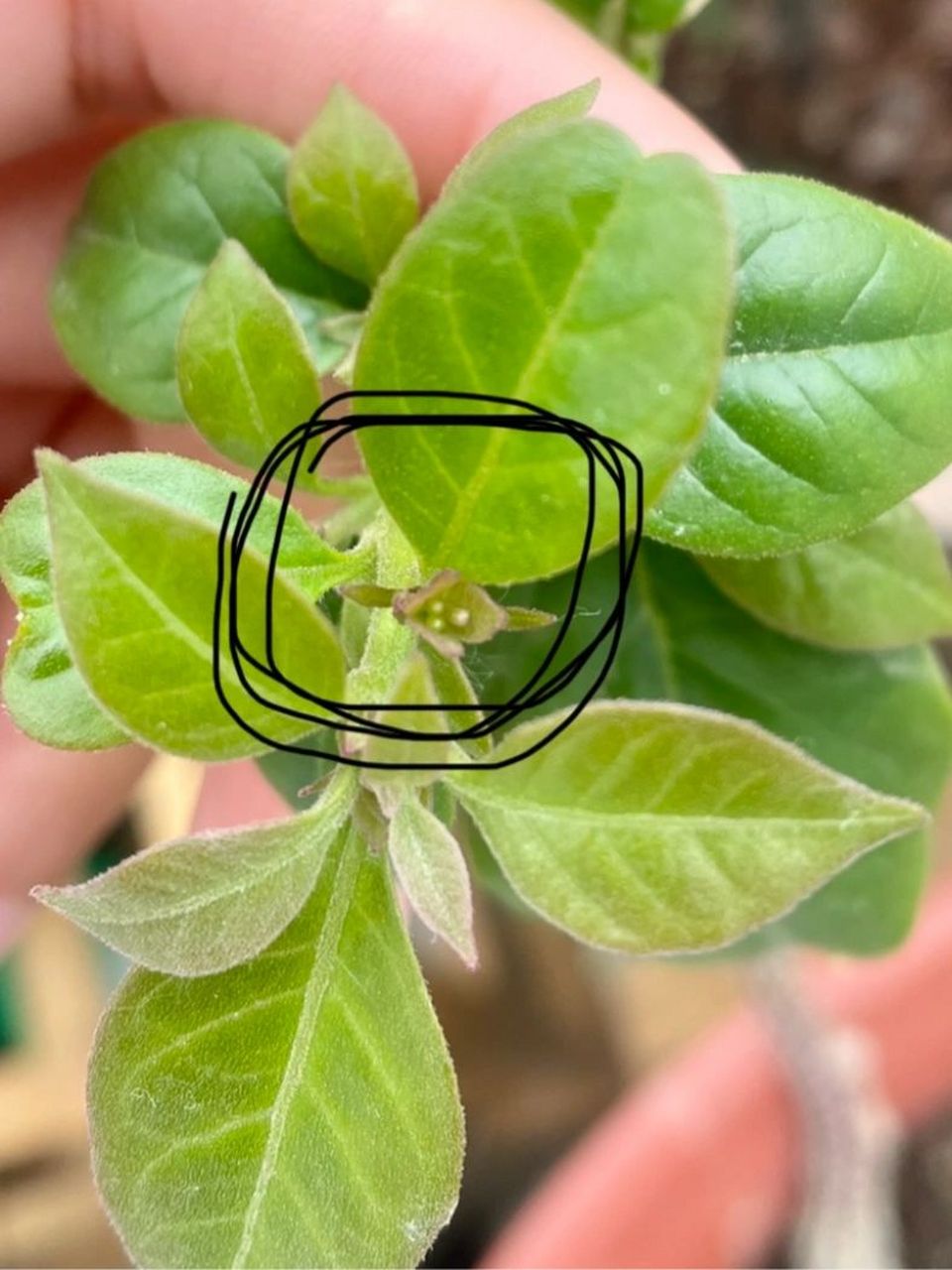 我的三角梅终于有花芽啦新学的辨别三角梅花芽跟叶芽的小知识,就迫不