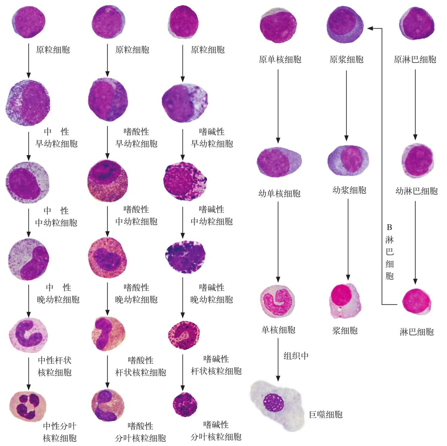 造血干细胞分化图解图片