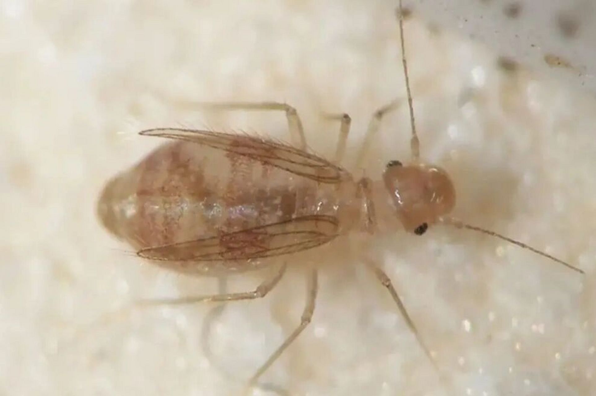 书虱虫子怎么消灭干净 书虱虫,喜欢湿度高的地方,每年都能繁殖3-6代