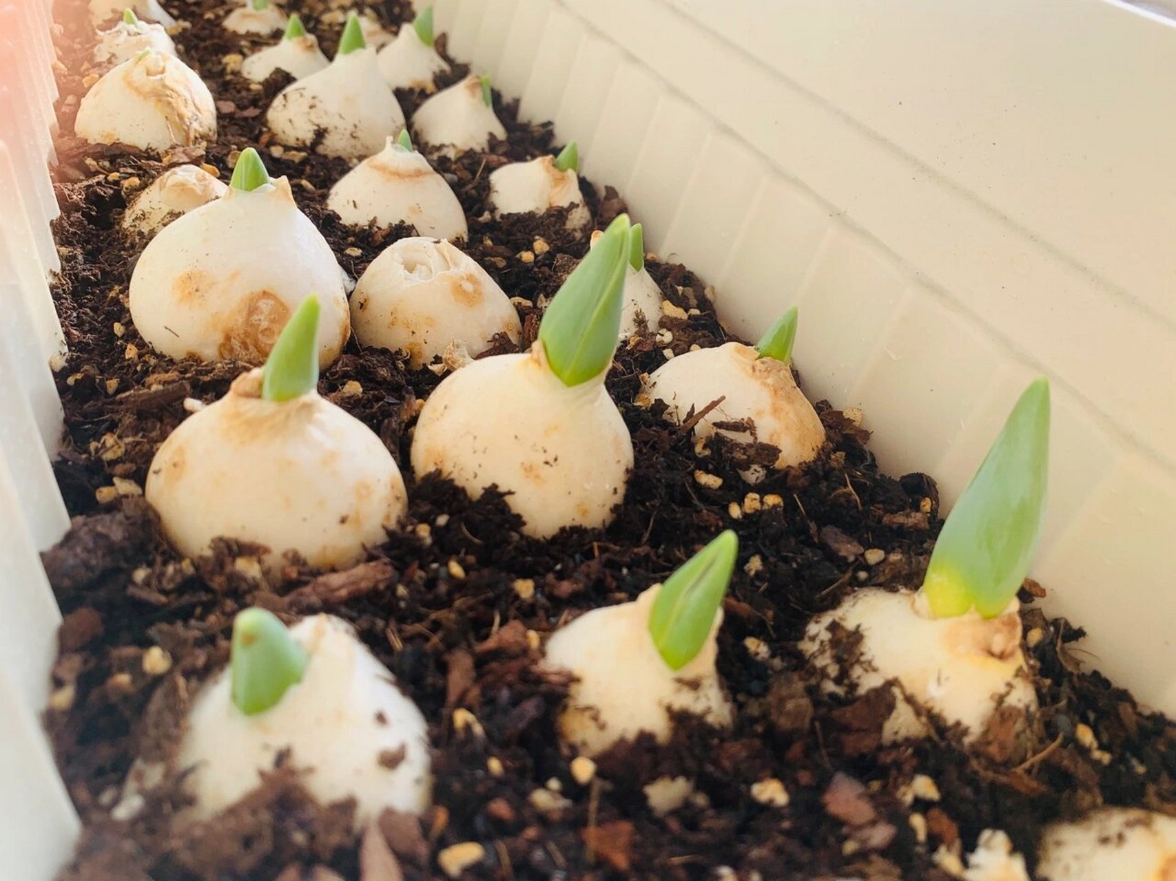 郁金香土培15天了～今天覆土了 只有一两个没有发芽,而且目前都比较