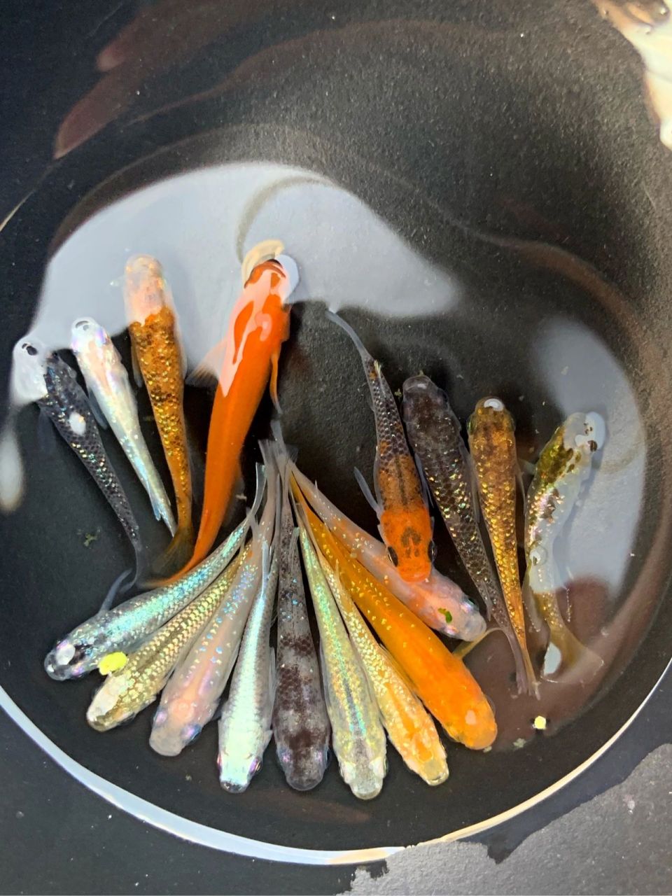 观背青鳉各品种大杂烩  近期给鱼友们选的混搭,鱼好捞,拍照是真的很难