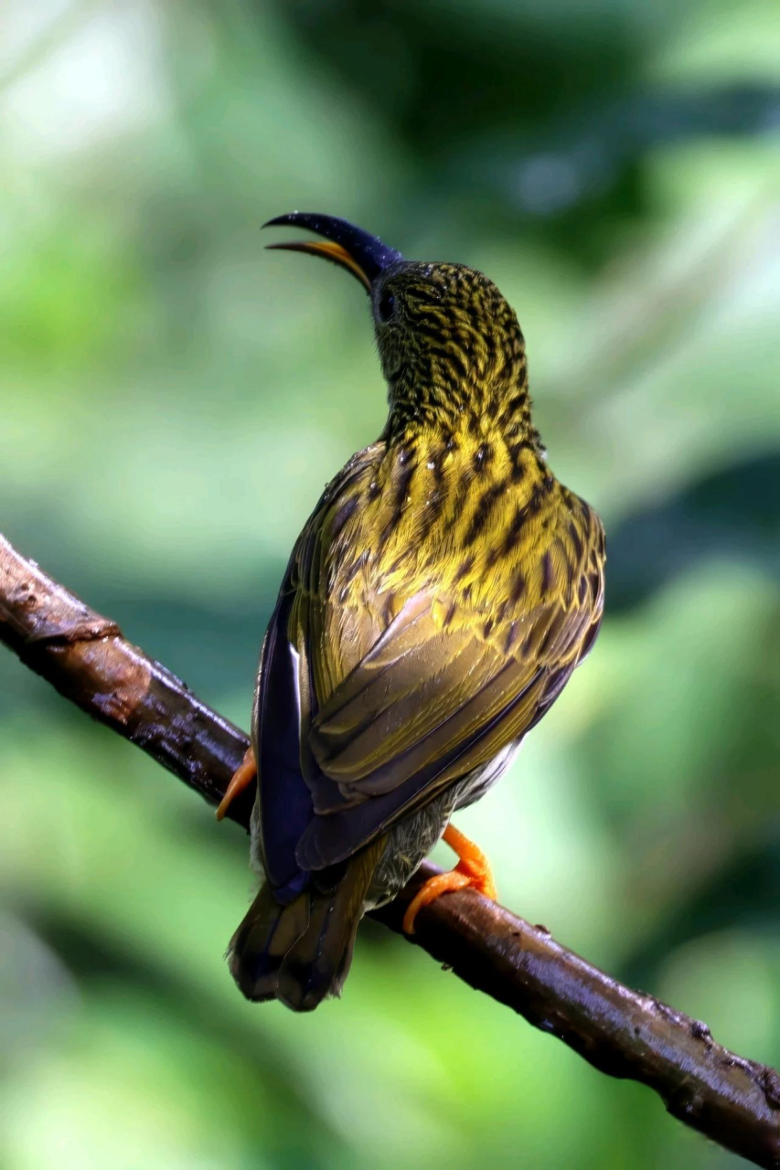 【百鸟志61图纪】 (290)◇70纹背捕蛛鸟70◇ (癸卯季冬,摄于