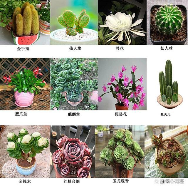 多肉图片及名称(第一弹