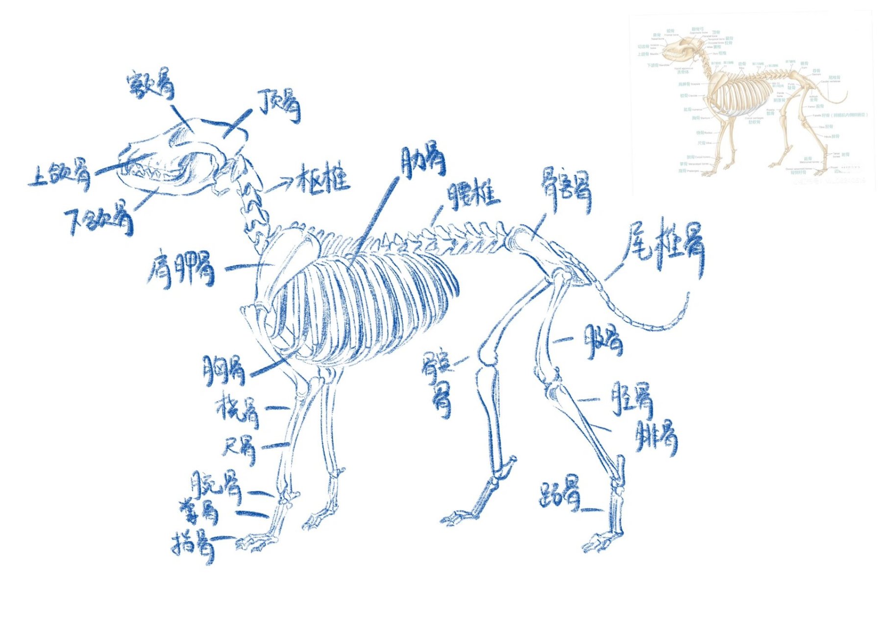 狗狗骨骼解剖结构🦴 day1,深入理解了狗狗的骨骼组成,能帮助更好的