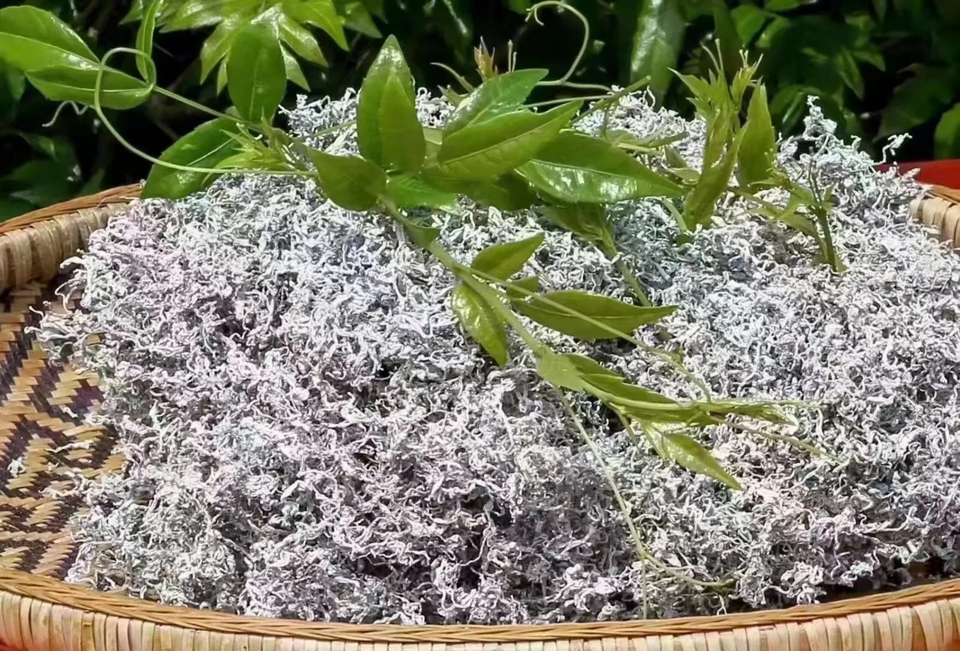 藤茶学名显齿蛇葡萄,属于葡萄科蛇葡萄属,是一种野生藤本植物.