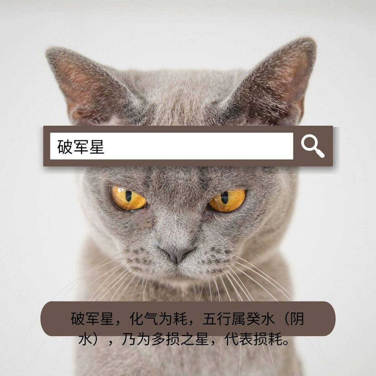 破军星坐命,求新求变,吃苦耐劳,勇于任事,不畏横暴,反应迅捷,肯吃苦富