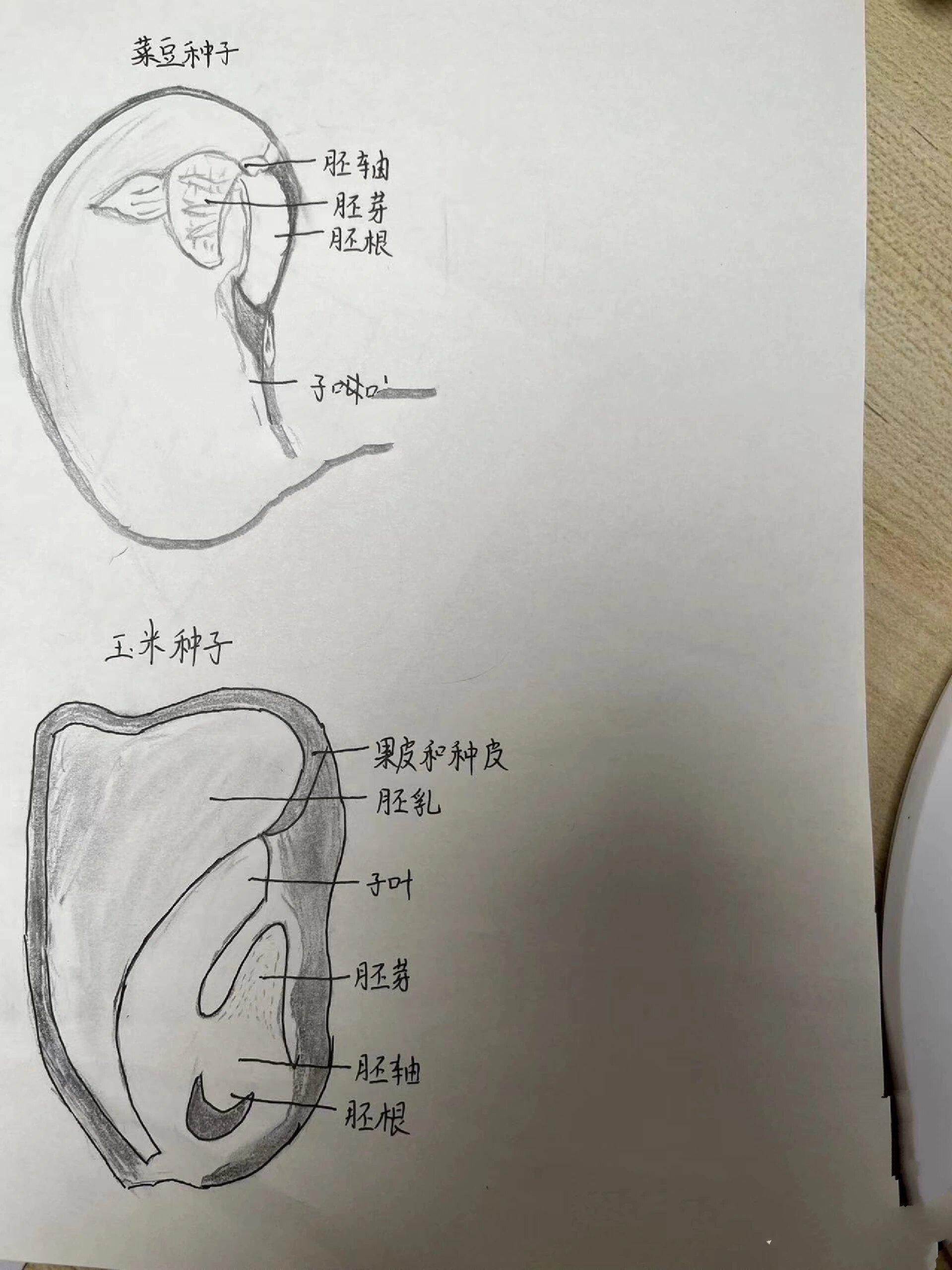 菜豆种子和玉米种子结构图