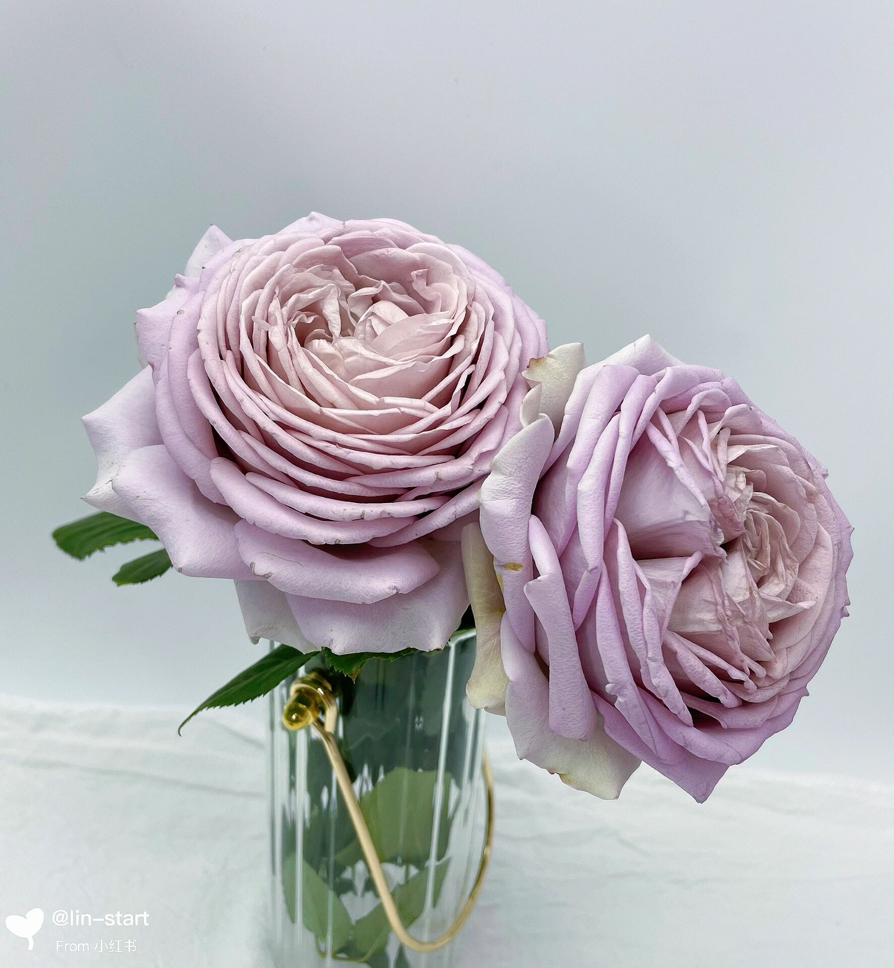 慈善月季  高级复古色切花 慈善月季颜色非常特别,很高级的复古色调