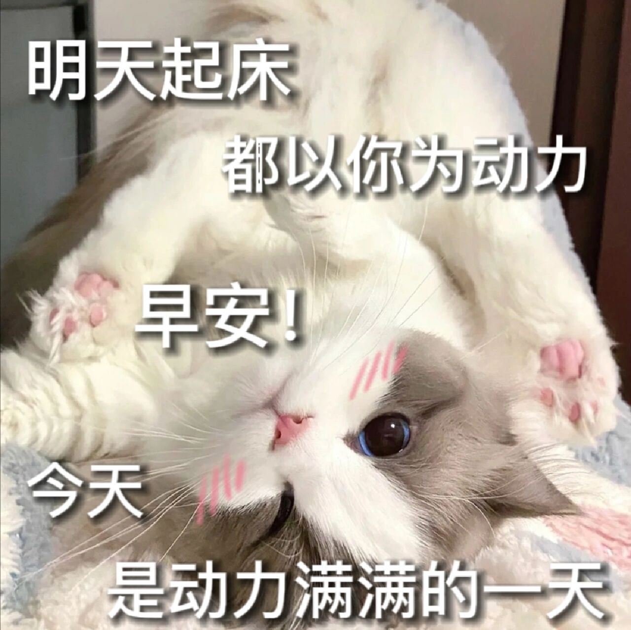猫咪表情包第25弹(早安篇