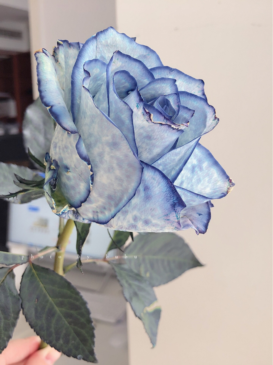 肯尼亚玫瑰 信天翁 比较懒 年前的图一直都没有发 前面4张花期为第7天