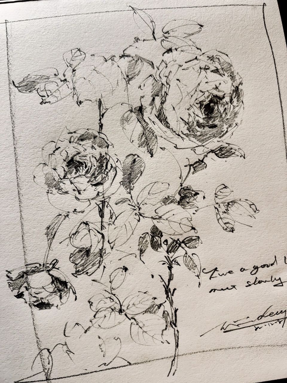 sketchbook 花卉速写 手绘玫瑰 线描花卉 黄昏微光下的玫瑰散发着幽香