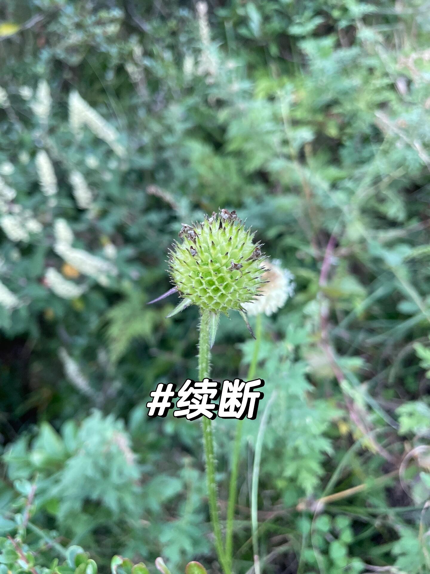 又名和尚头,为川续断科多年生草本植物川续断的干燥根,因能"续折接骨"