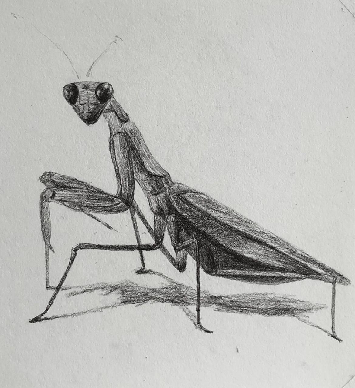 【素描】———螳螂