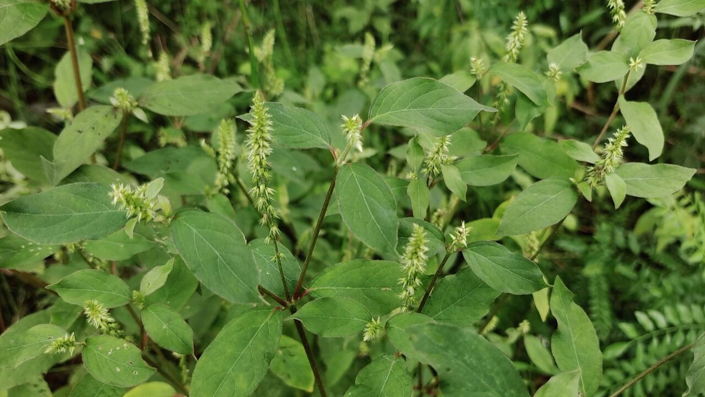 牛膝草分为土牛膝和牛膝两种,其区分在于:枝节紫红色为牛膝(紫扣草