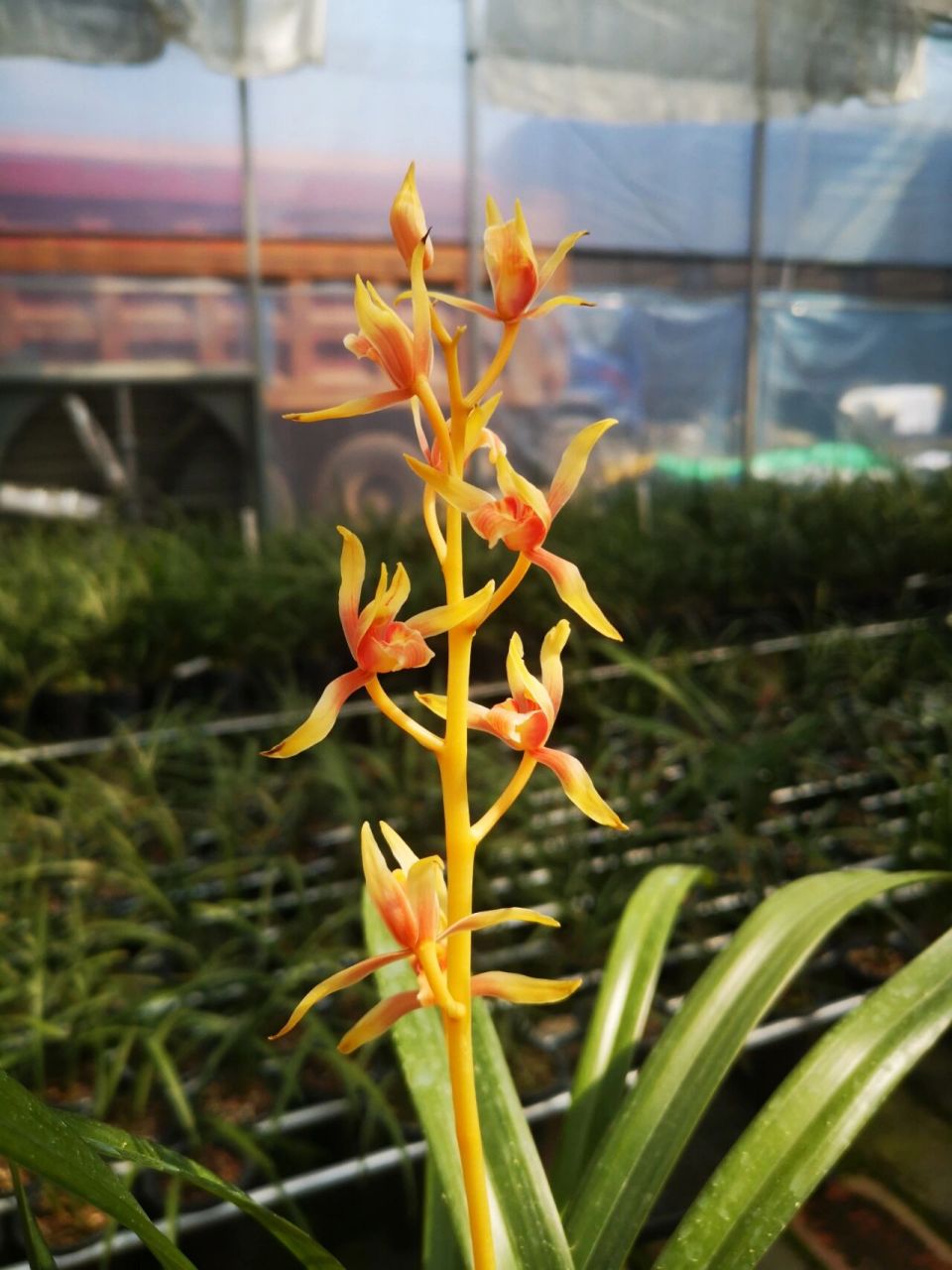 墨兰名品中国牛 终于让我完整的赏了一次中国牛的开花959595