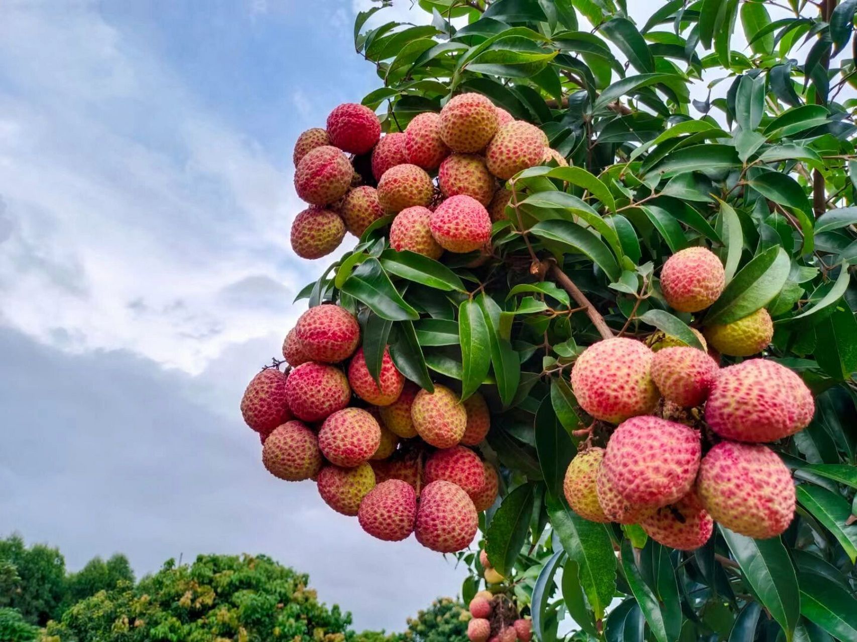 仙桃荔枝,华南农业大学研究成果:仙桃荔!