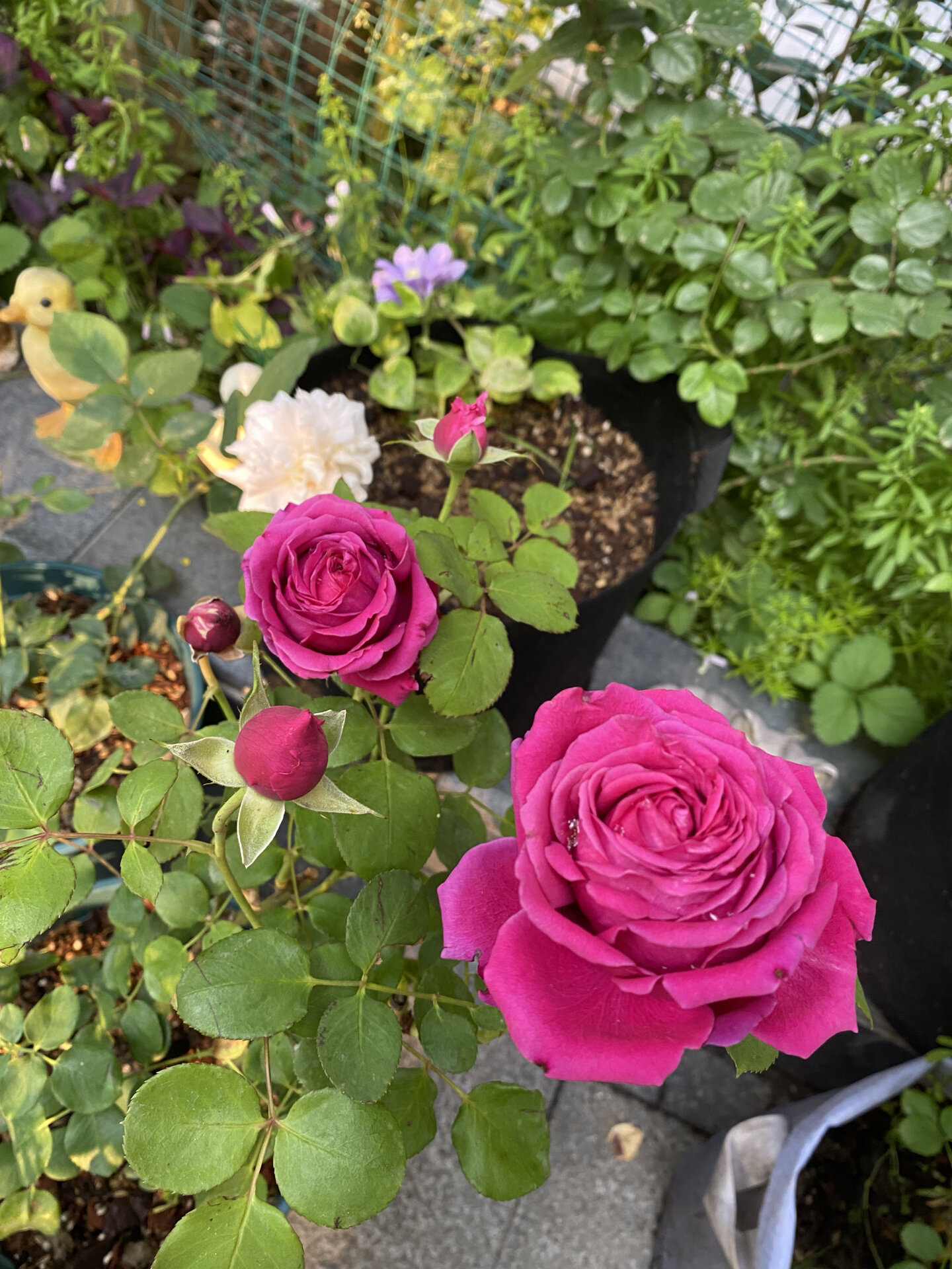 园子的一百种月季(9)双人芭蕾