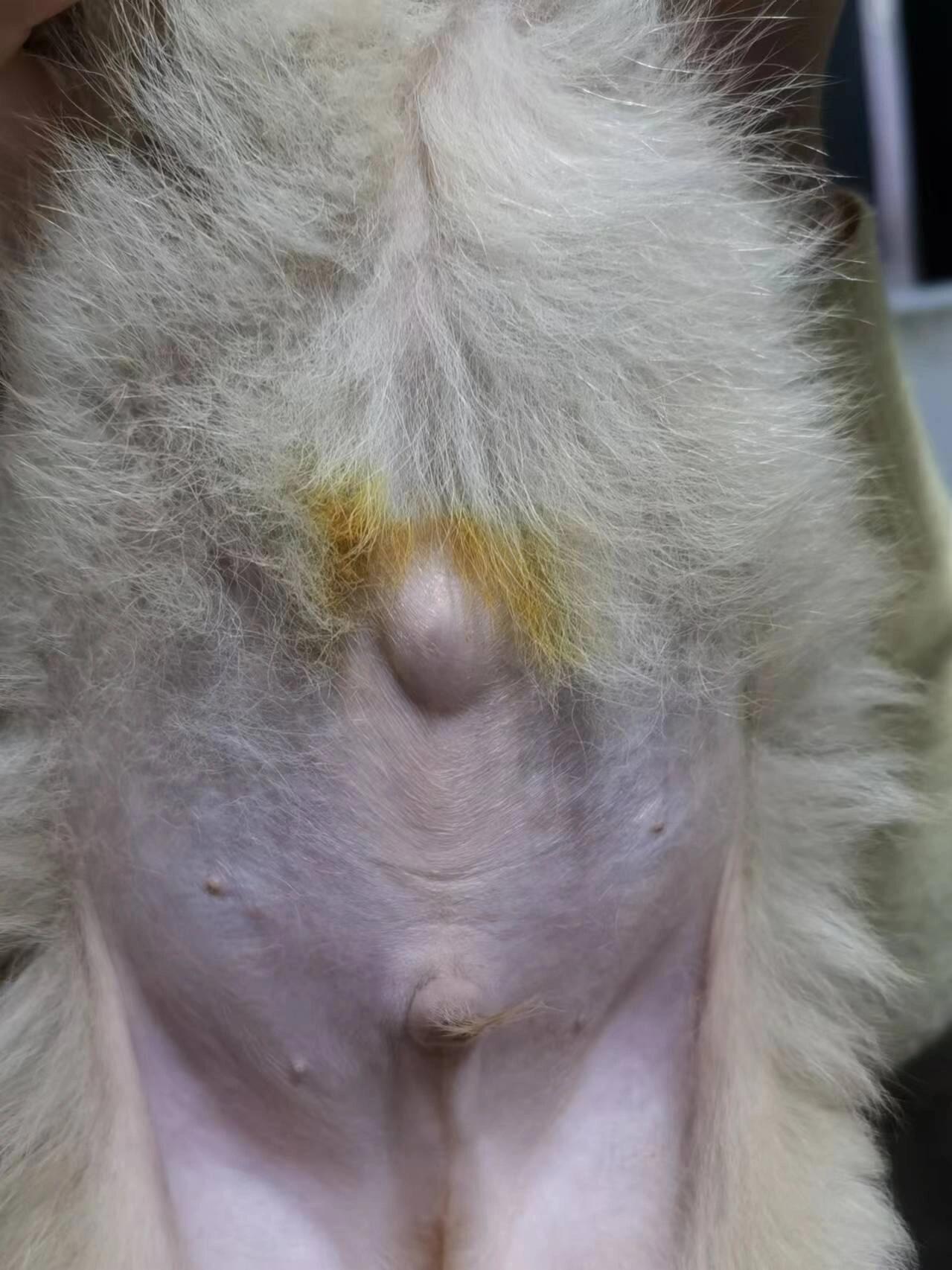 狗狗肚子上有个小鼓包