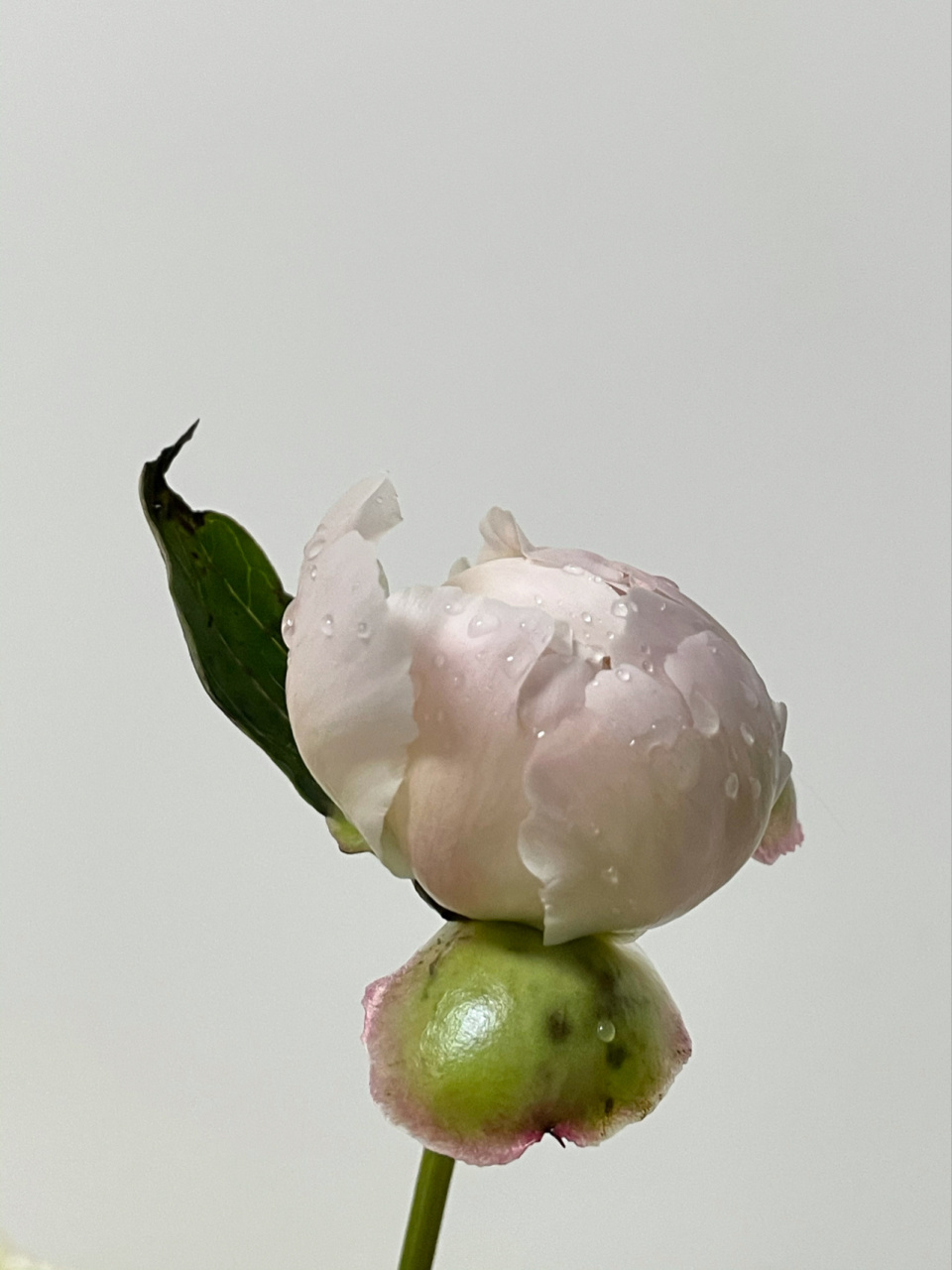 刚买回来的铁蛋 四川重瓣芍药 超详细养护 被路边的粉白色芍药花深深