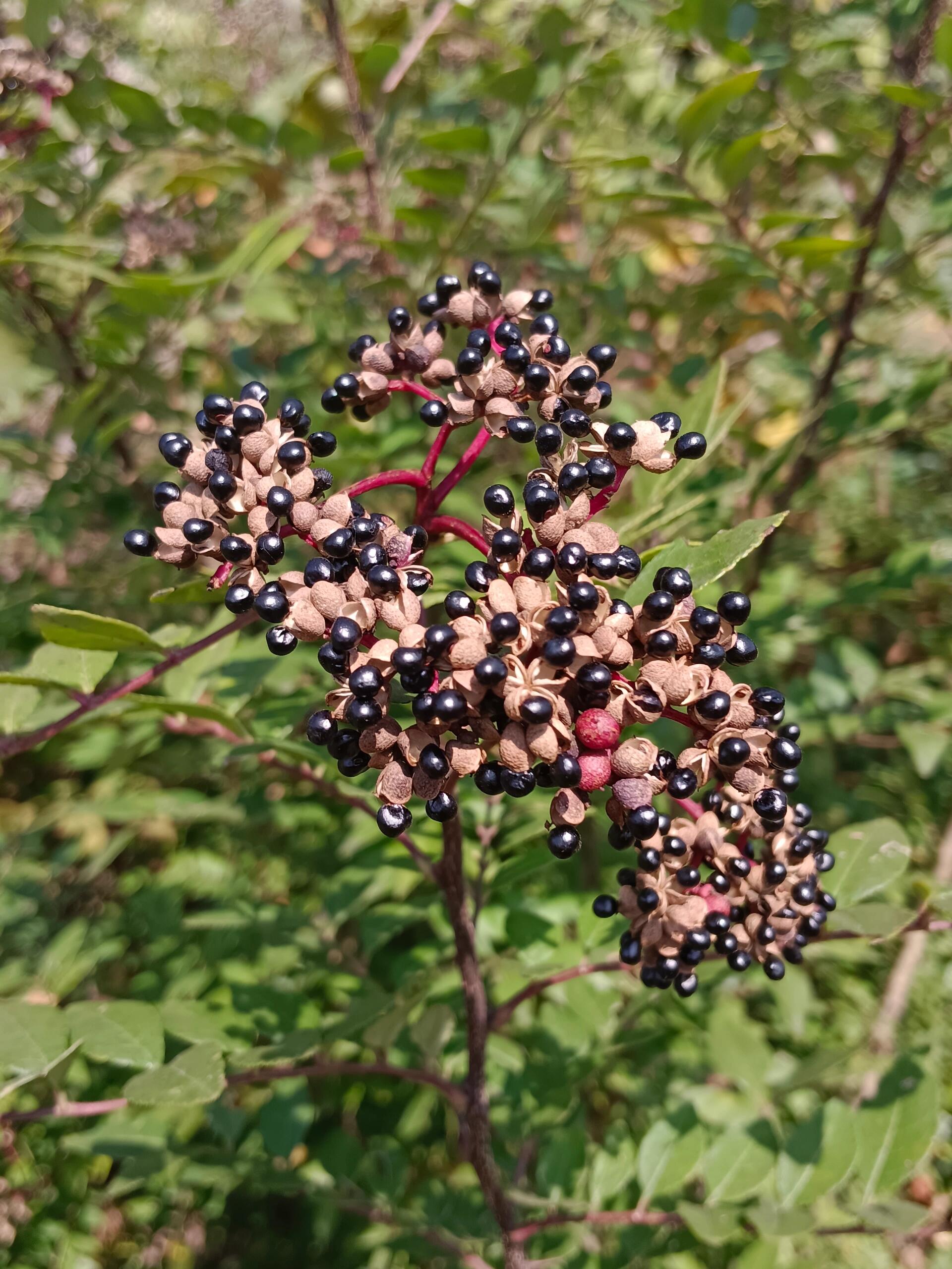 野花椒 一箩筐的花椒香味