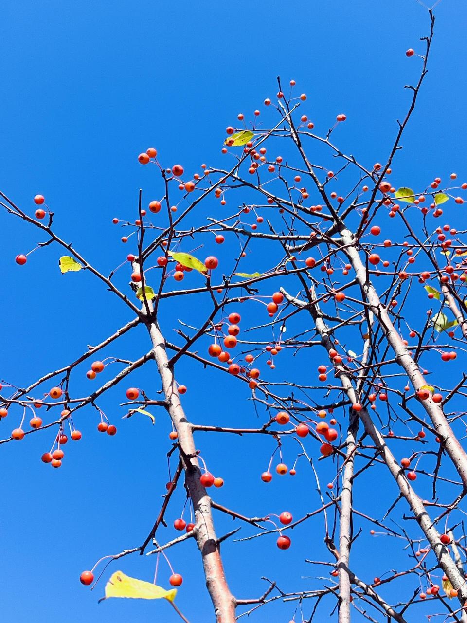 观赏海棠花结的果图片图片