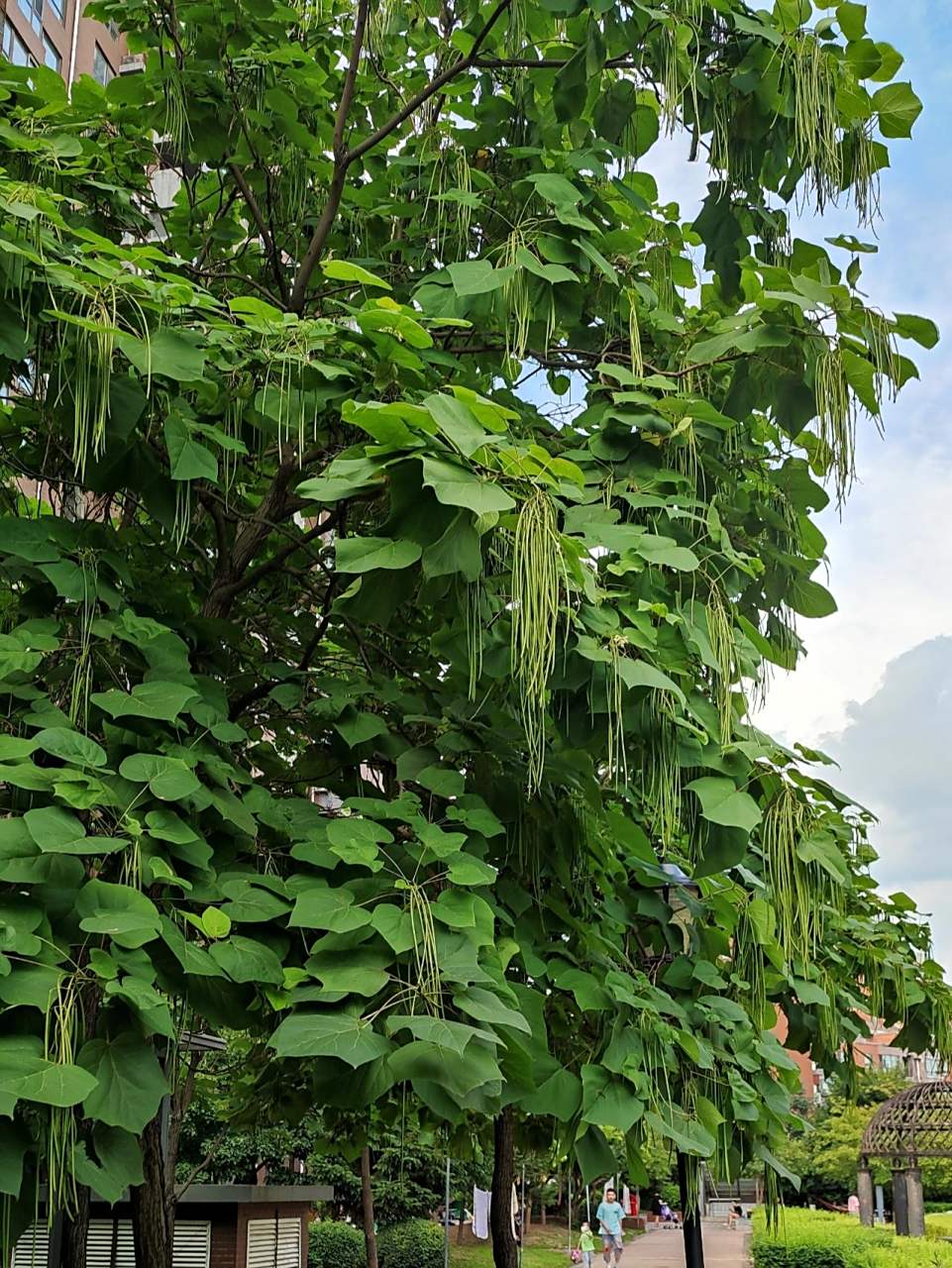 这种结长豆角的树叫什么 很想知道这个树叫什么