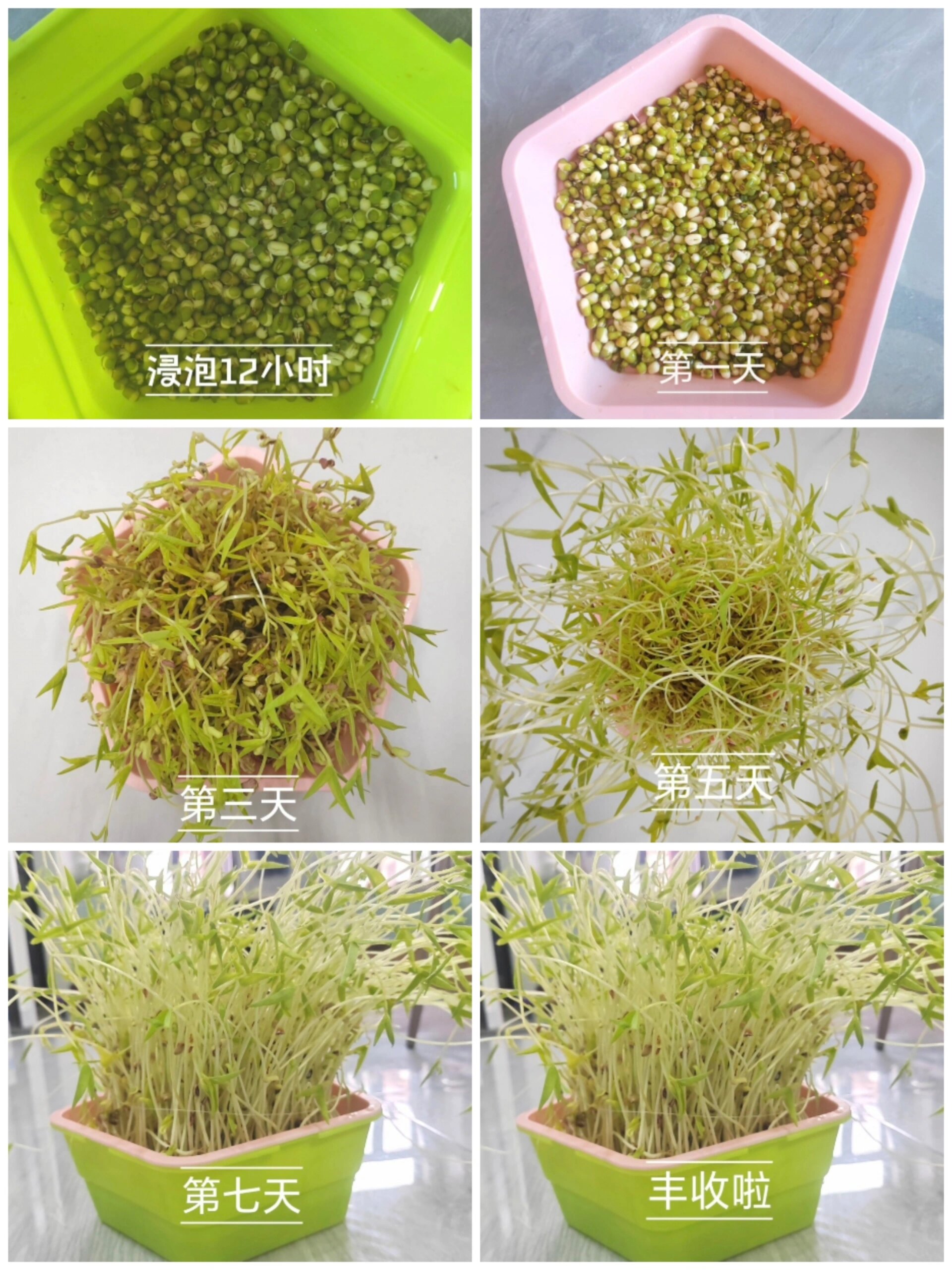 在种子发芽初期,覆盖一层扎了小孔的保鲜膜或