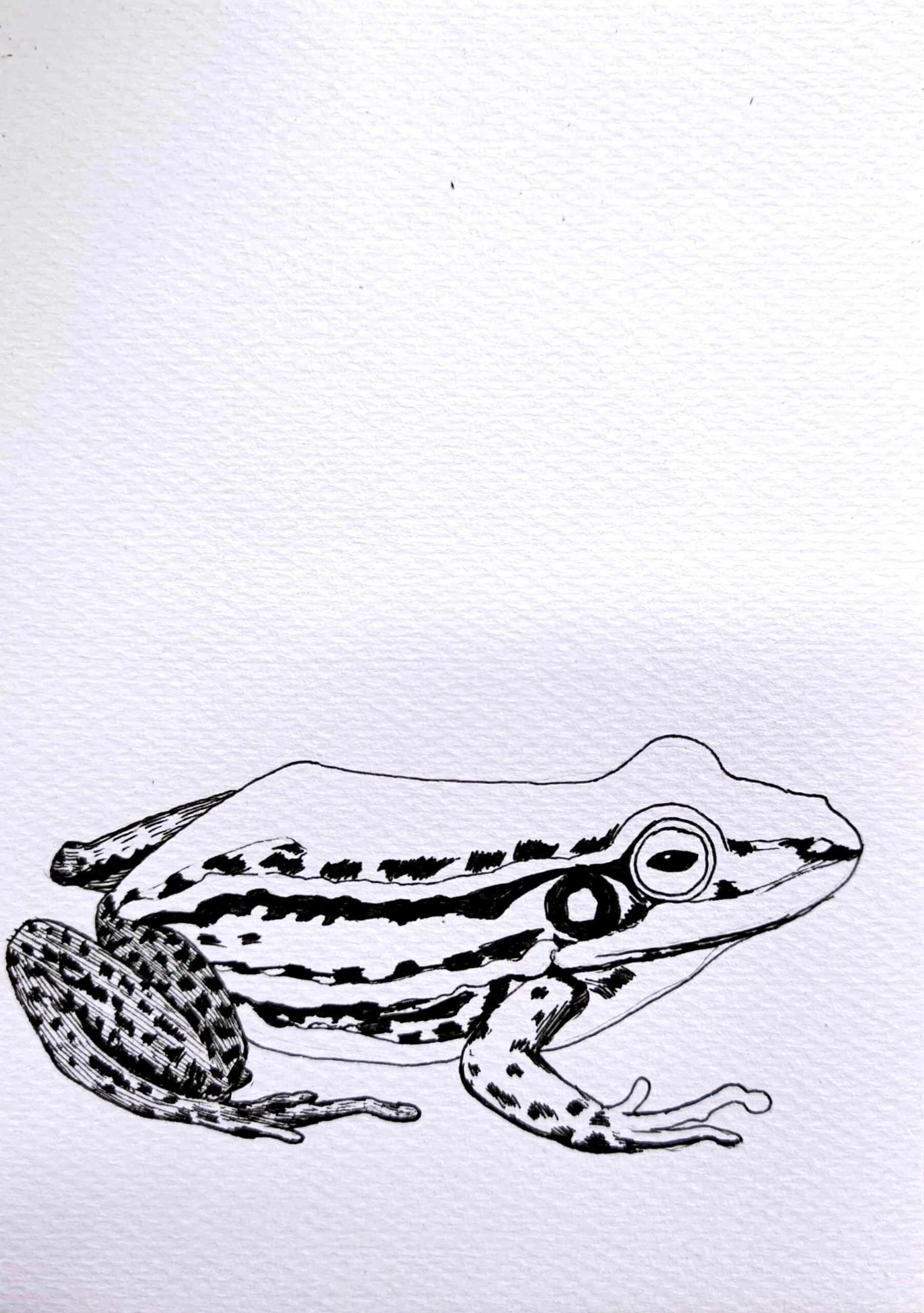 青蛙🐸写生#创意线描#黑白线描画#青蛙