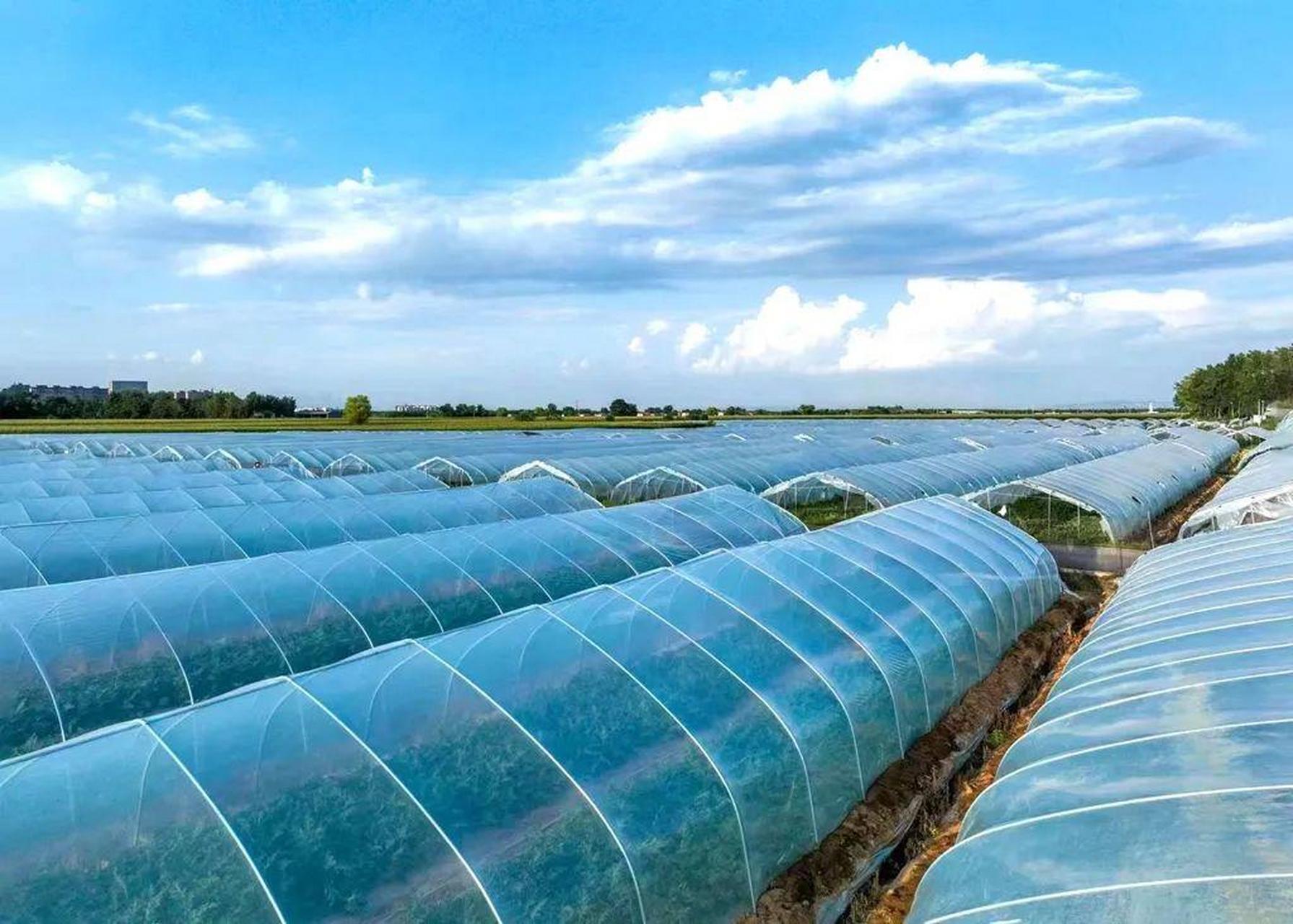 长治身边事眼下正是西瓜采摘时节,在屯留区西魏村的西瓜大棚内,一个个