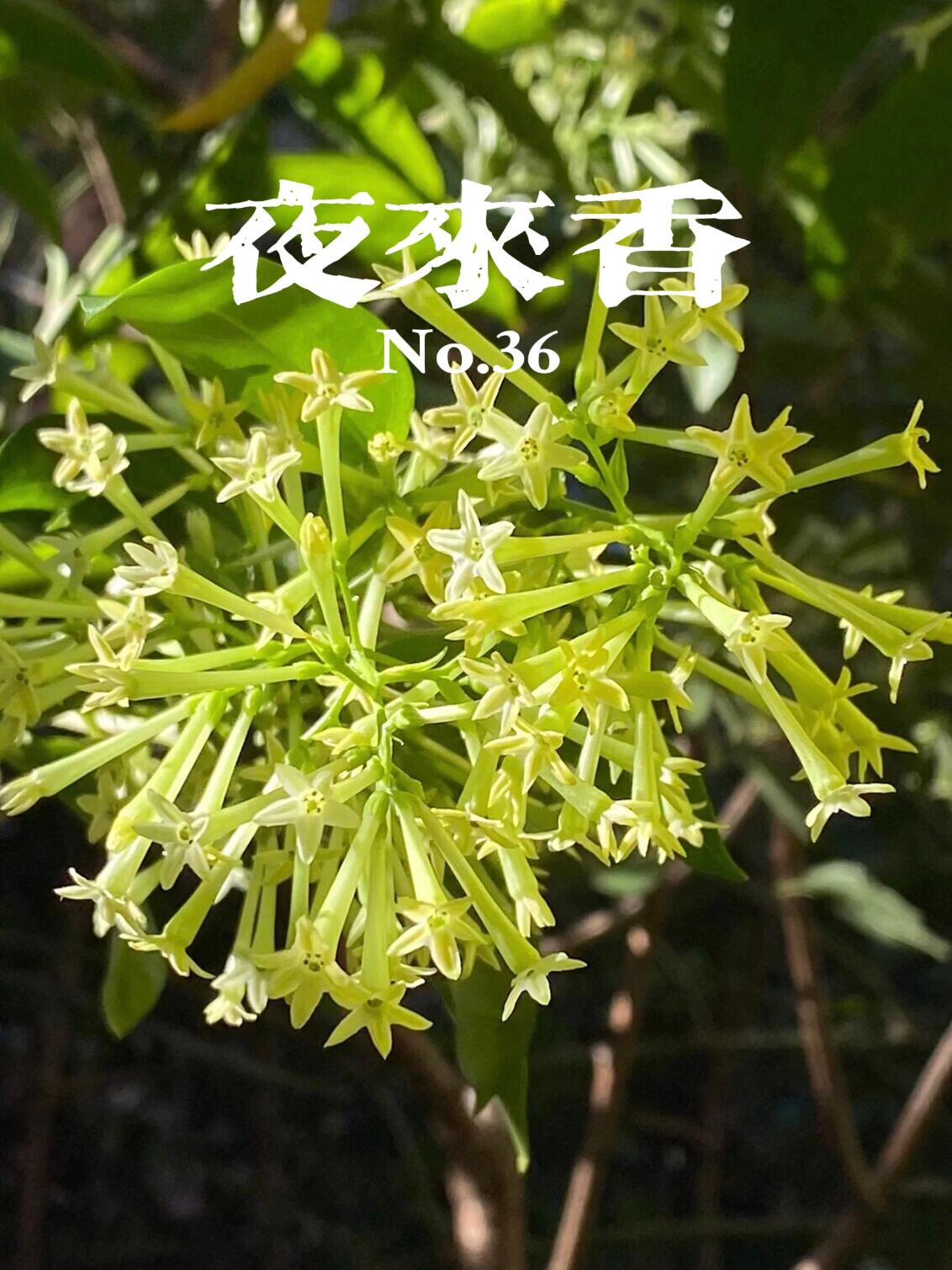 每天认识一种植物