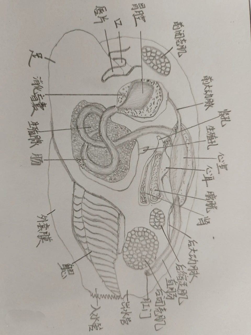 河蚌内部结构图