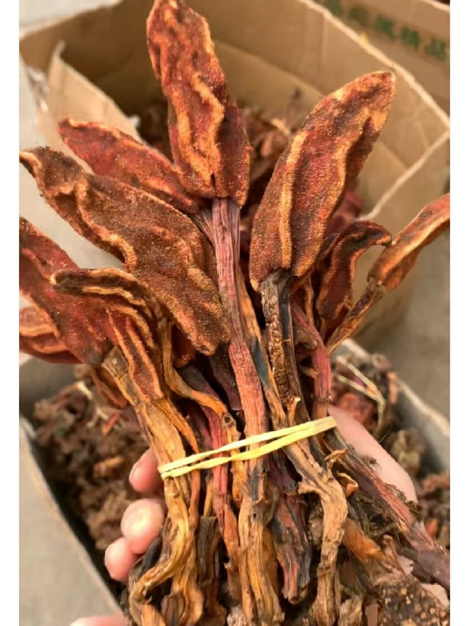 【回春草】补肾壮阳,降压,静心安神 93功效与作用 补肾壮阳,降压