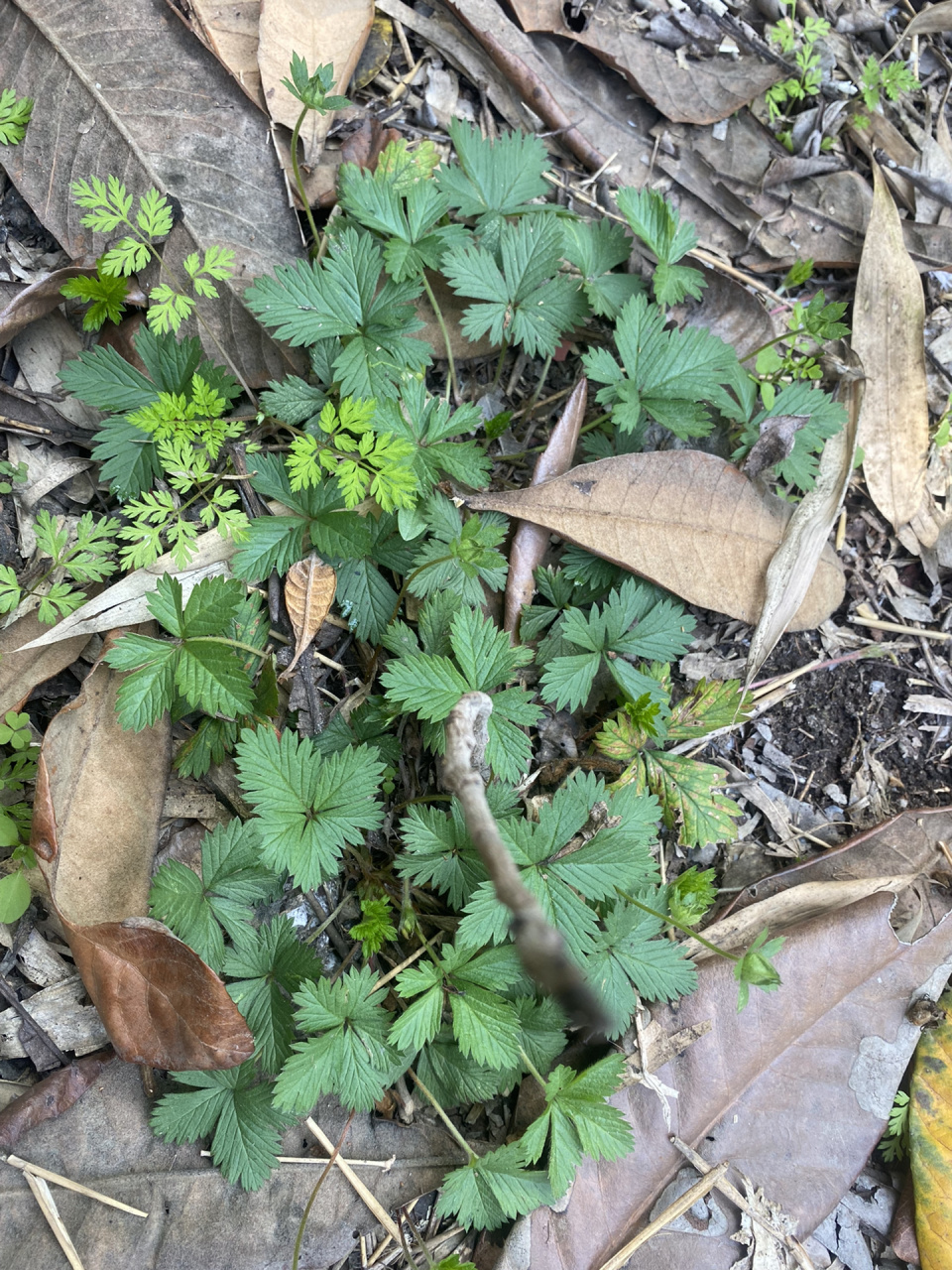 五皮风 蛇含委陵菜